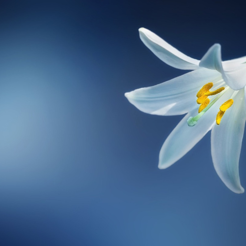 Classic White Lily Arrangement