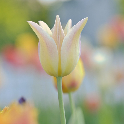 Sunshine Yellow Tulips