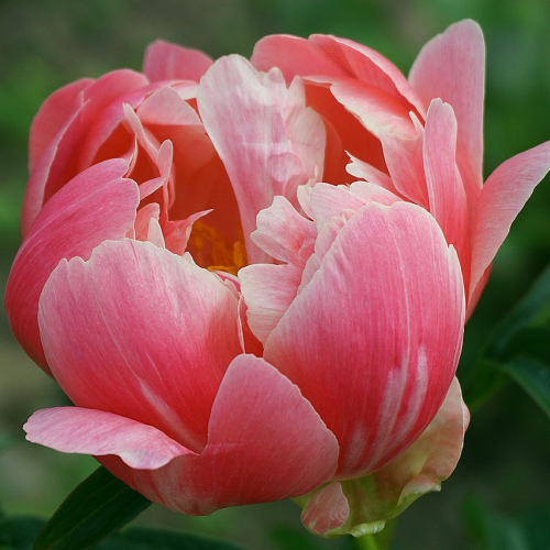 Romantic Peony Arrangement