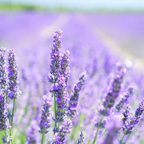 Lavender Dream